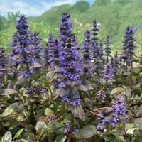 Ajuga reptans 'Catlin's Giant'